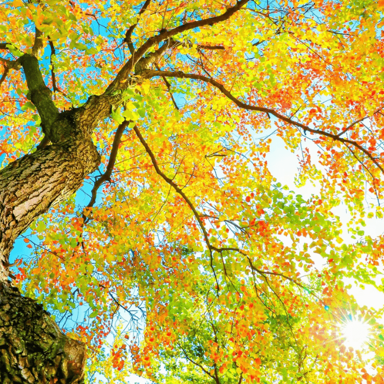 RUYI Jewelry Metal element inspiration, golden autumn leaves symbolizing clarity and refinement