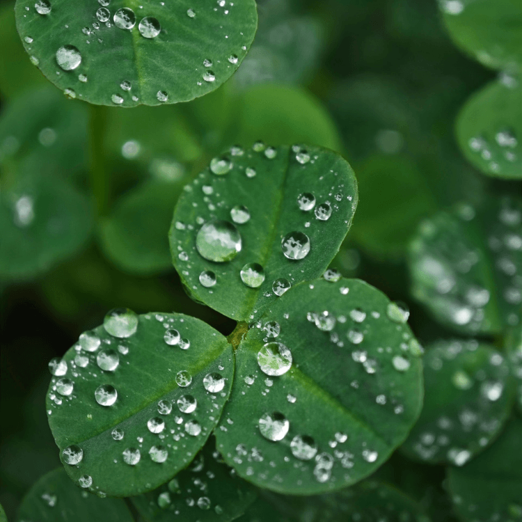 RUYI Jewelry Water element imagery, dew-covered clover leaves symbolizing Gui Water's quiet nourishment